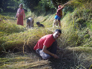 Rice harvesting on the high mountain terraced hills of "Peace Pagoda Mountain".Monday 21-11-2011)