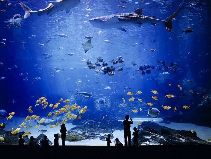 The World's Largest Aquarium to Linda Ikeji's Blog