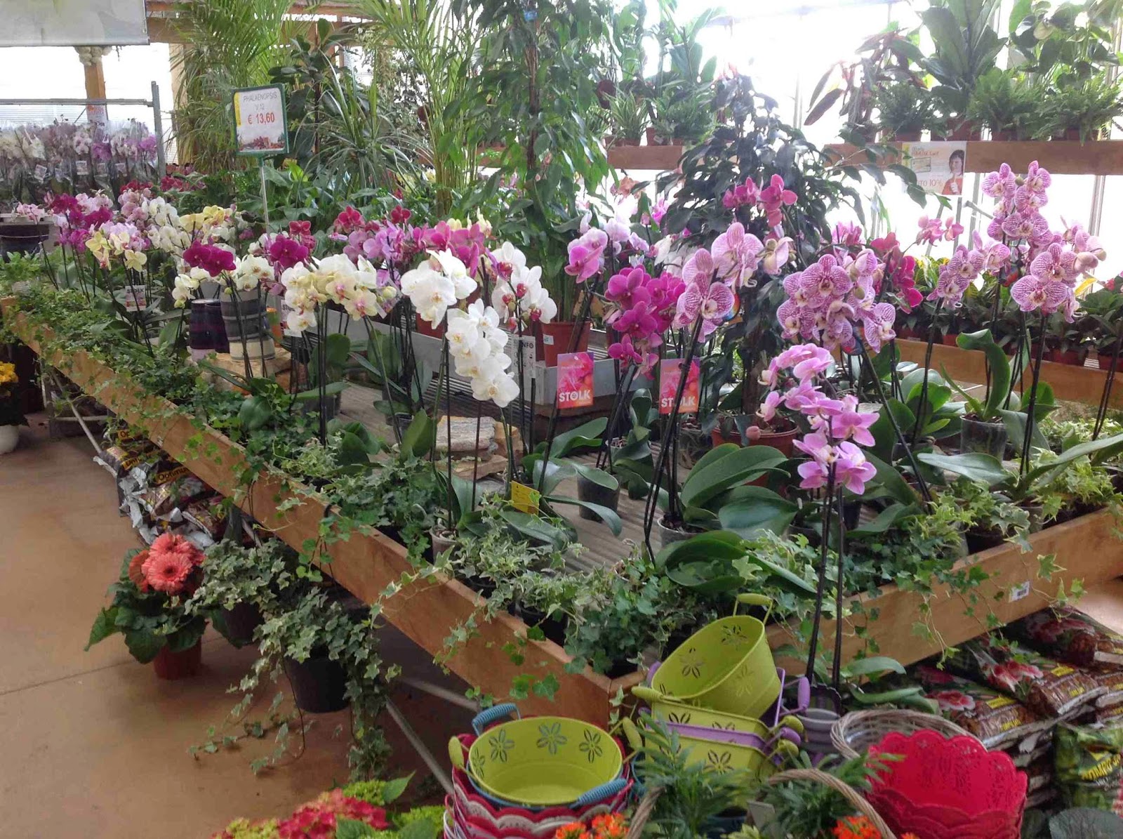 Orchidee E Bonsai Al Gardenville