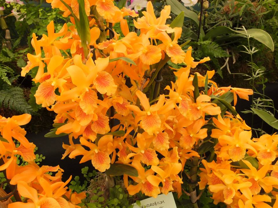 Orchid Gardens Orchids Under Glass