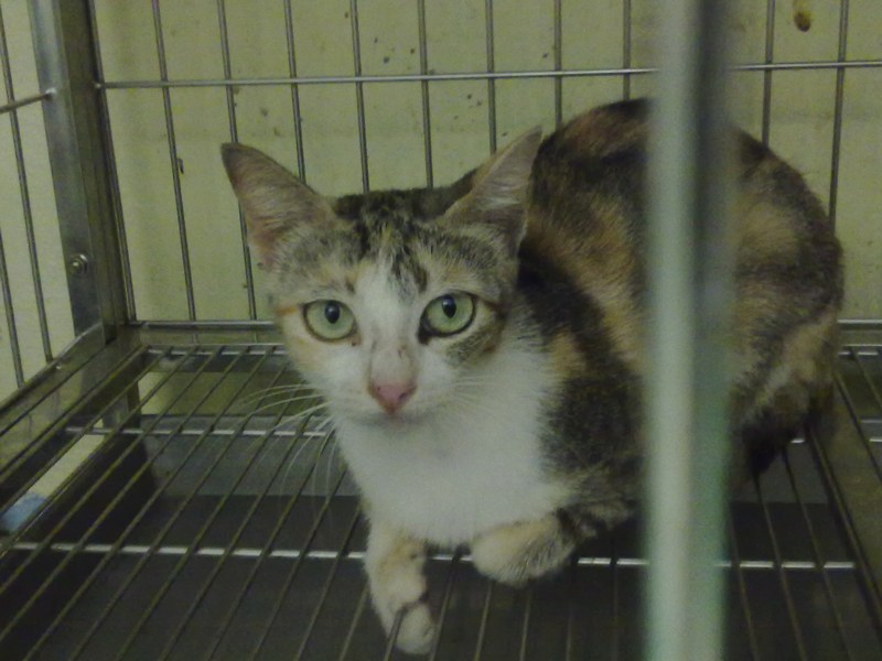 Two more female cats spayed « AnimalCare