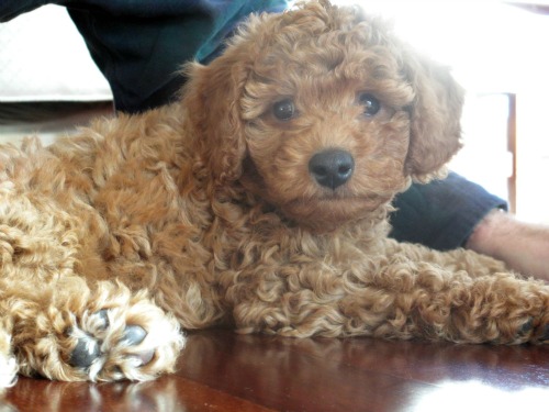 australian labradoodle