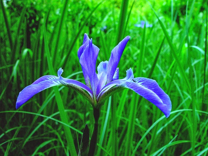 HARLEQUIN BLUE FLAG