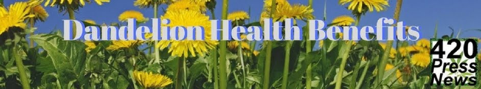 Dandelion Health Benefits