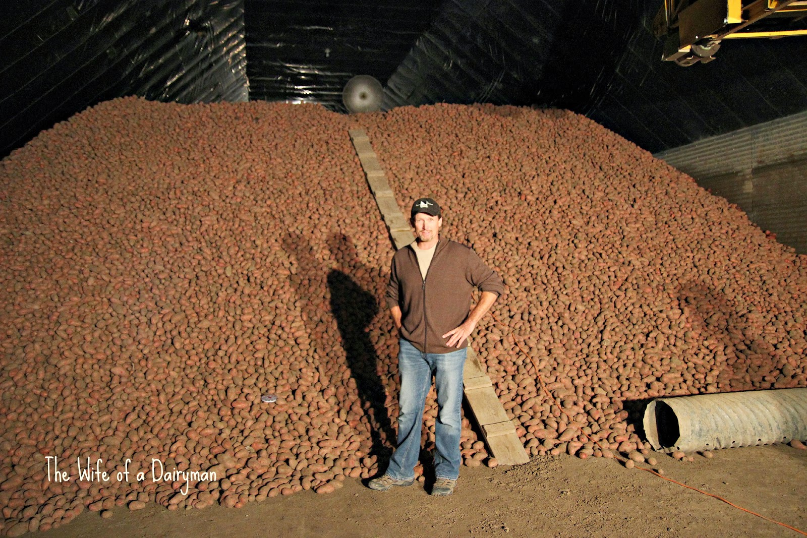 The Wife of a Dairyman Churned in Cali Idaho Potato Harvest