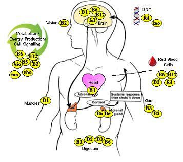 Vitalstoffe: Vitamin B und Co-Faktoren