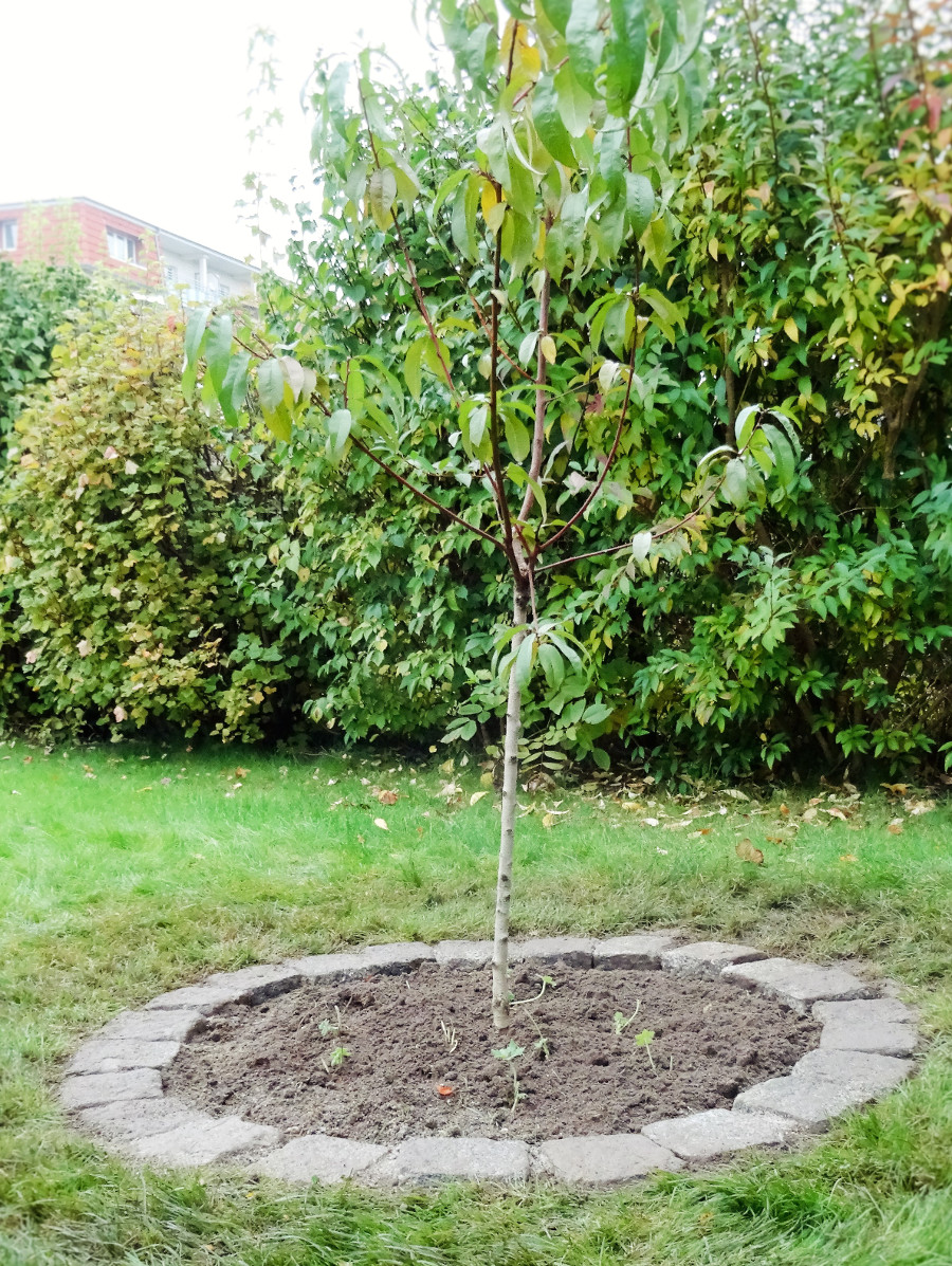 Das Nutzgarten-Experiment: Beet für Tulpenzwiebeln anlegen