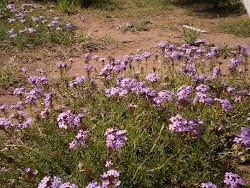 Piropo de primavera