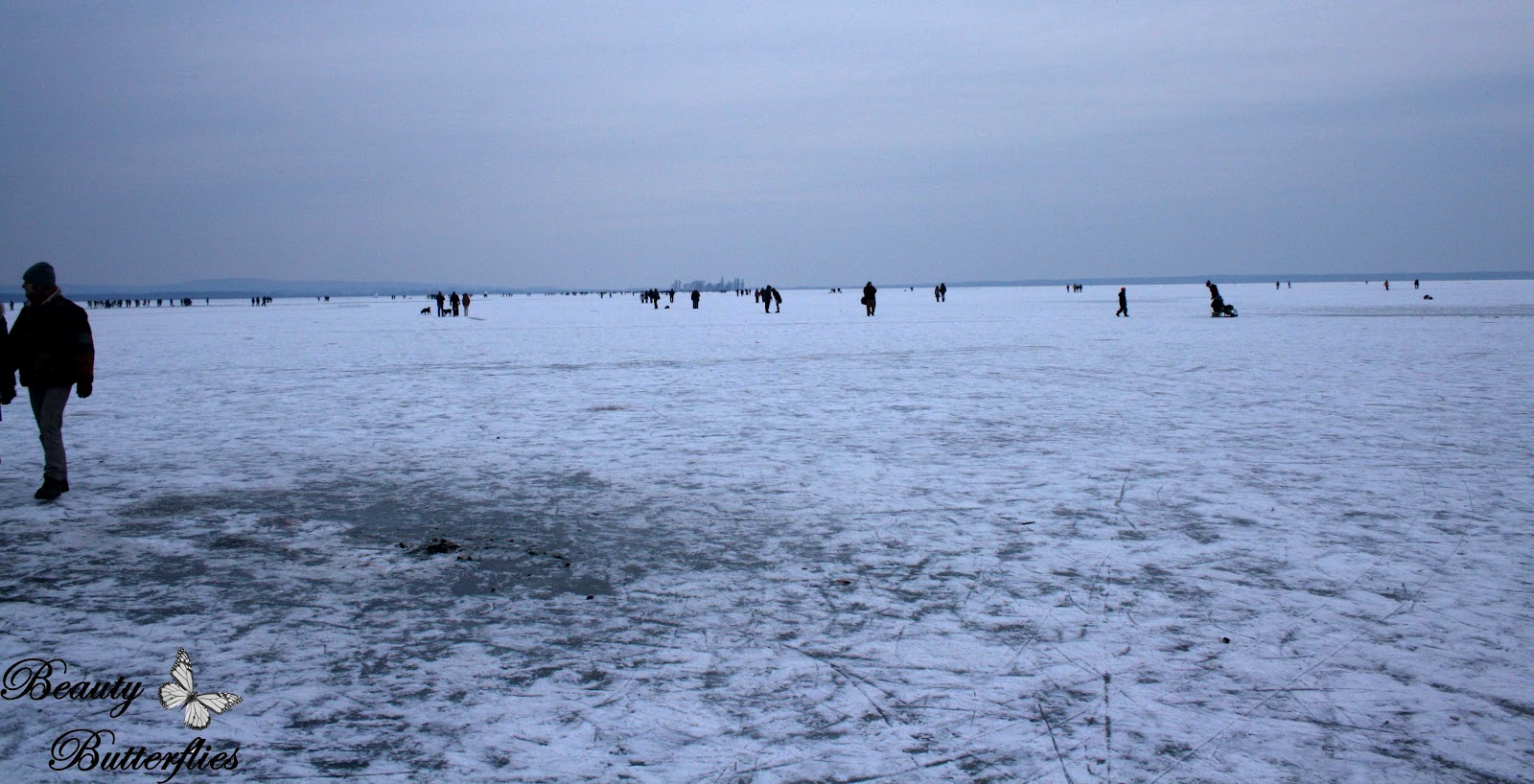 Naturbeobachtungen Am Steinhuder Meer Ein Service Der