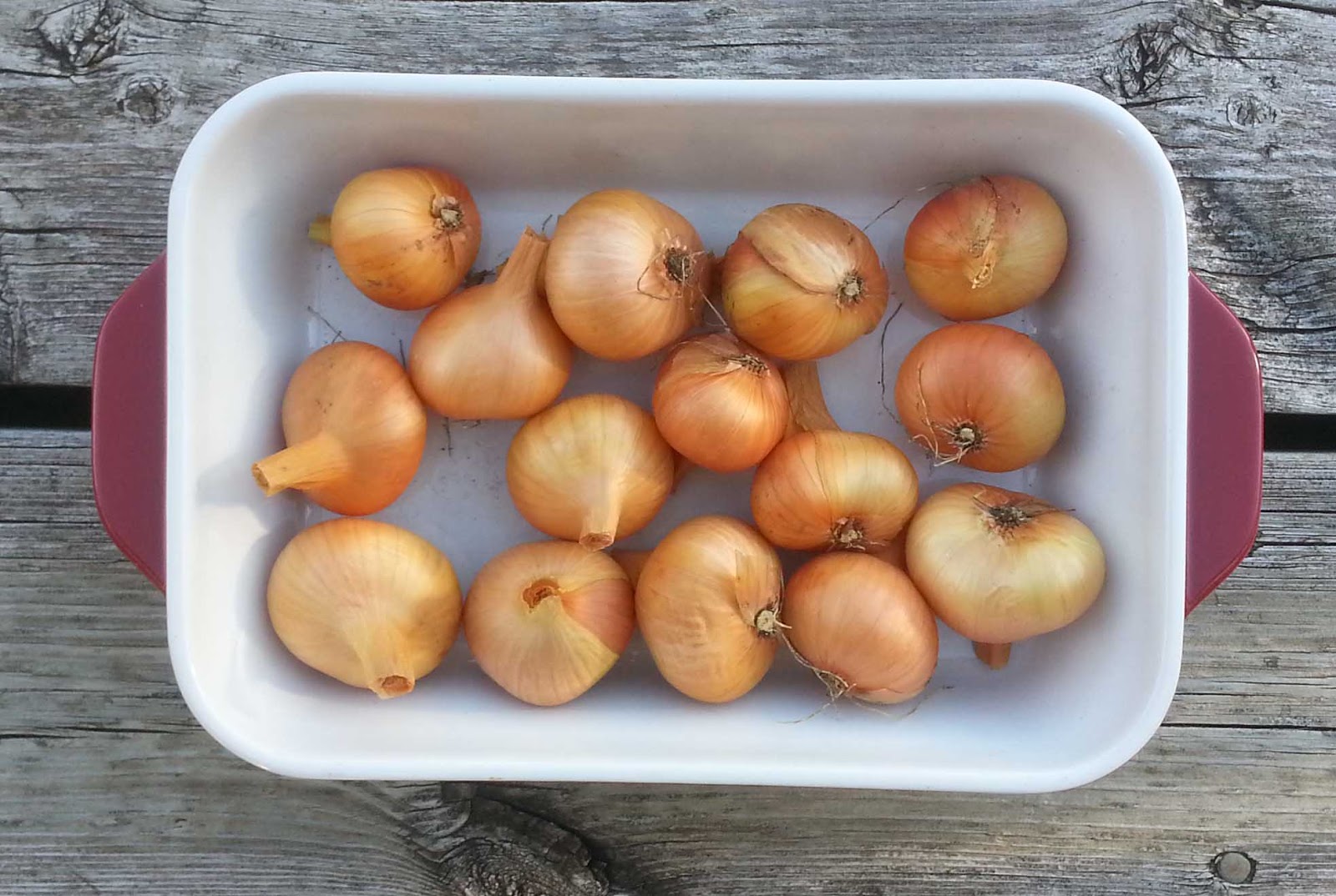 The Gardening Me End of Season Review Garlic & Shallots