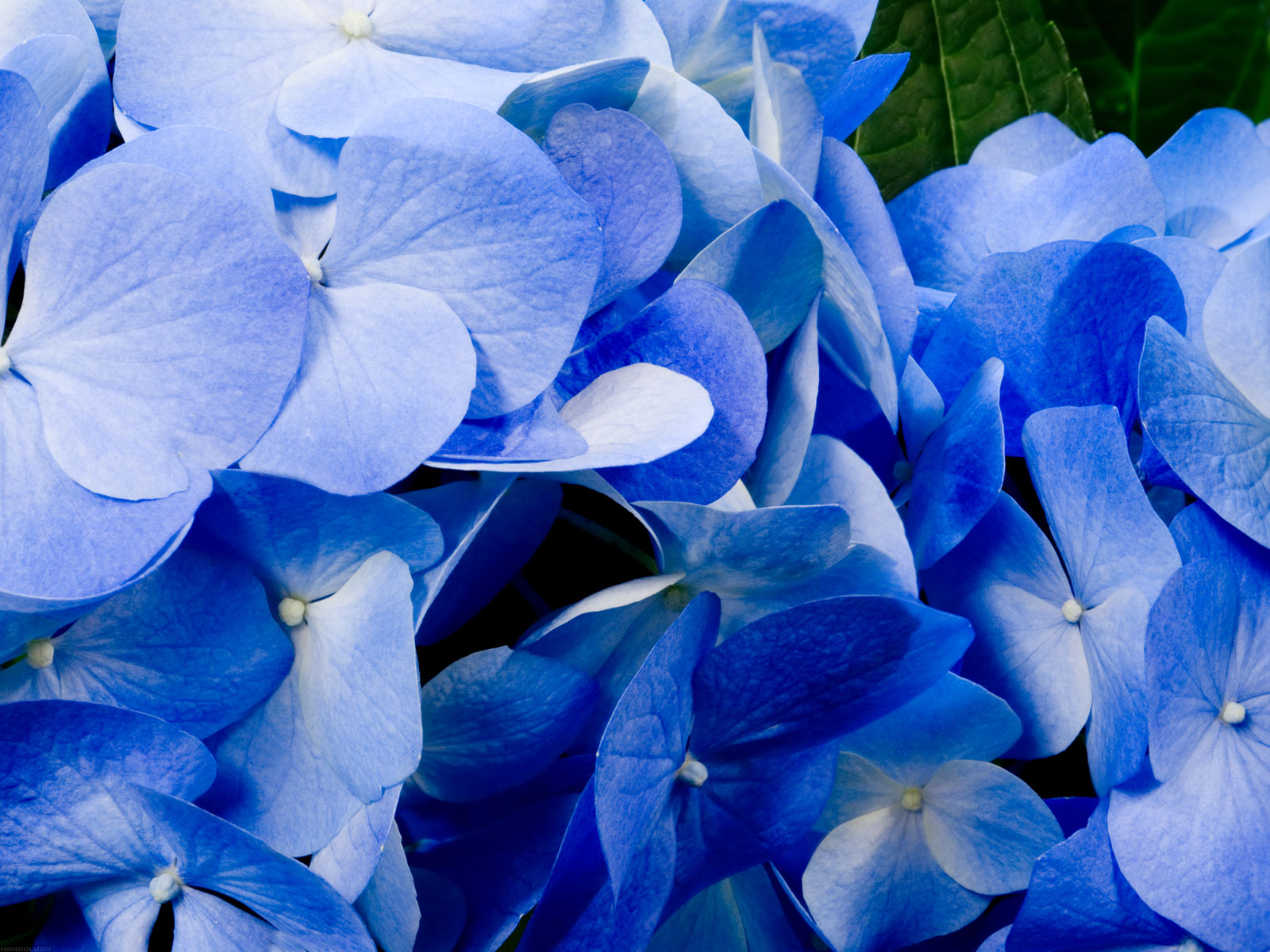 Hydrangea Blue Top Wallpapers Hd Photos Images Pics Download