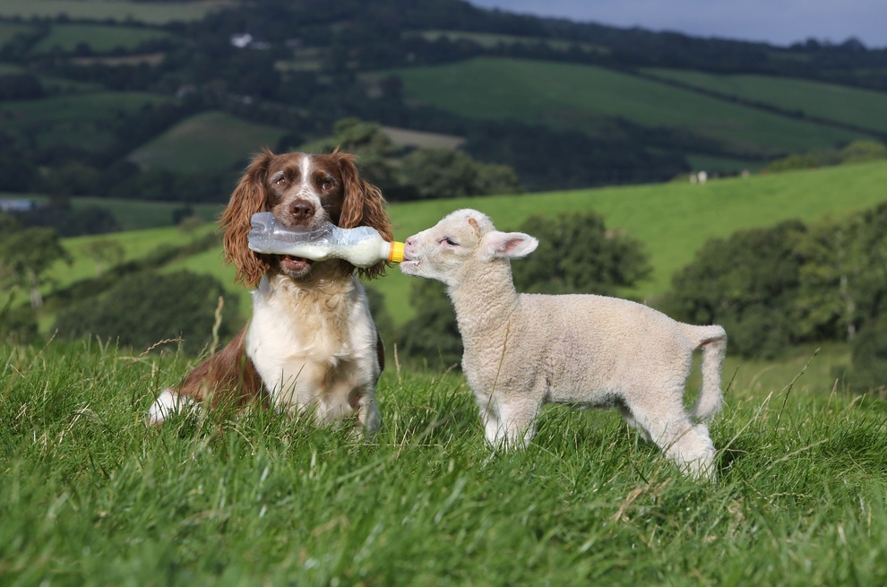 A sheepdog feeds baby lamb milk from bottle (5 pics) Amazing Creatures