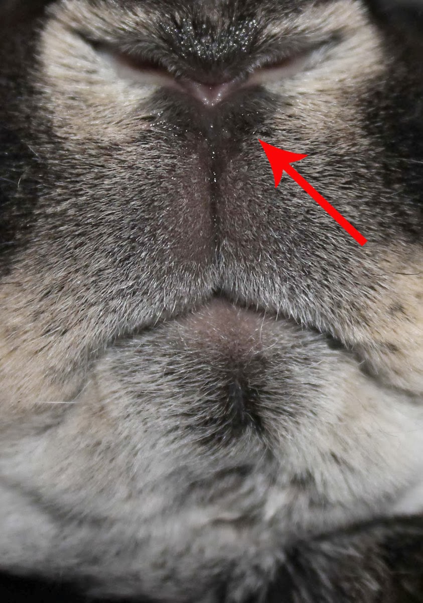 Hill Rise Rabbitry Evaluating Rabbit Health