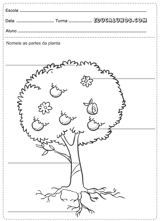 Nomeie as partes da planta