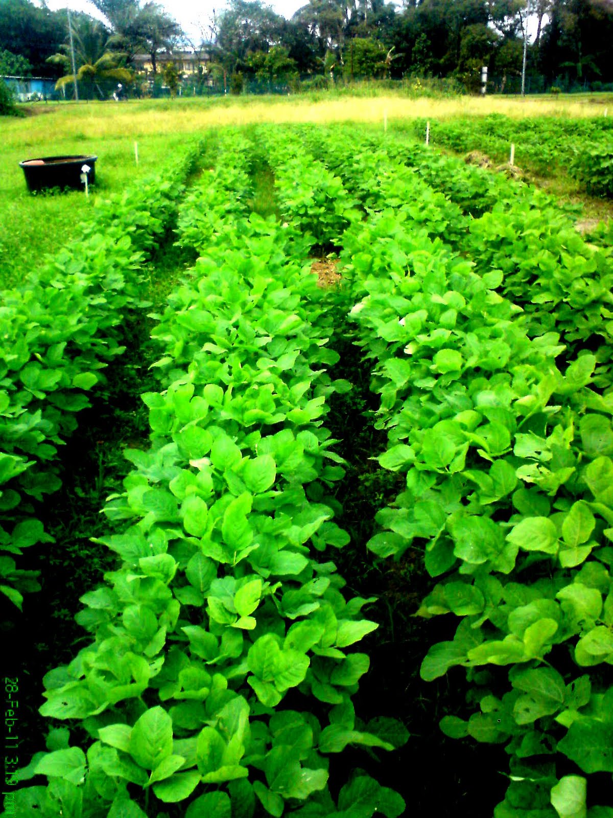 anything n anywhere soy bean plants