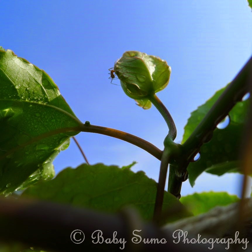 Baby Sumo Photography Passion fruit in our garden (Flower to Fruit