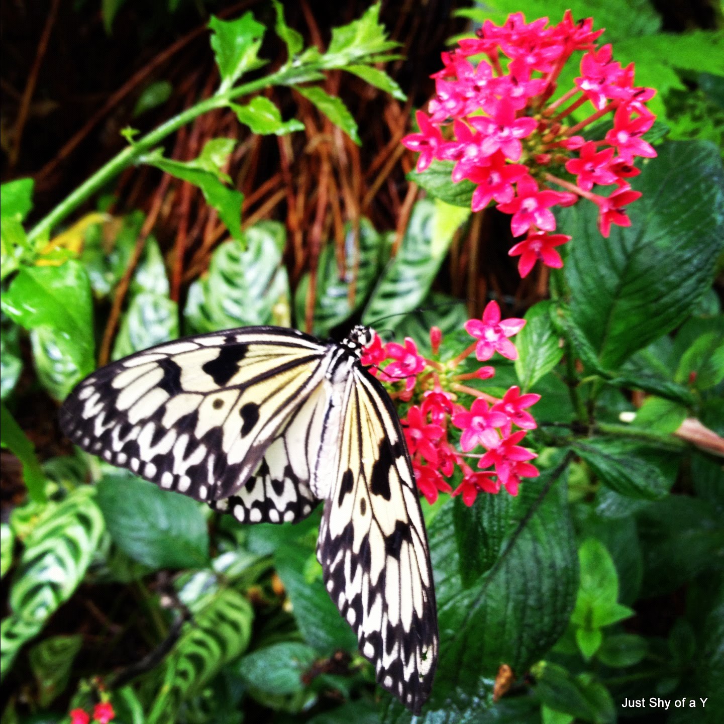 Just Shy of a Y Fort Worth Butterfly Garden