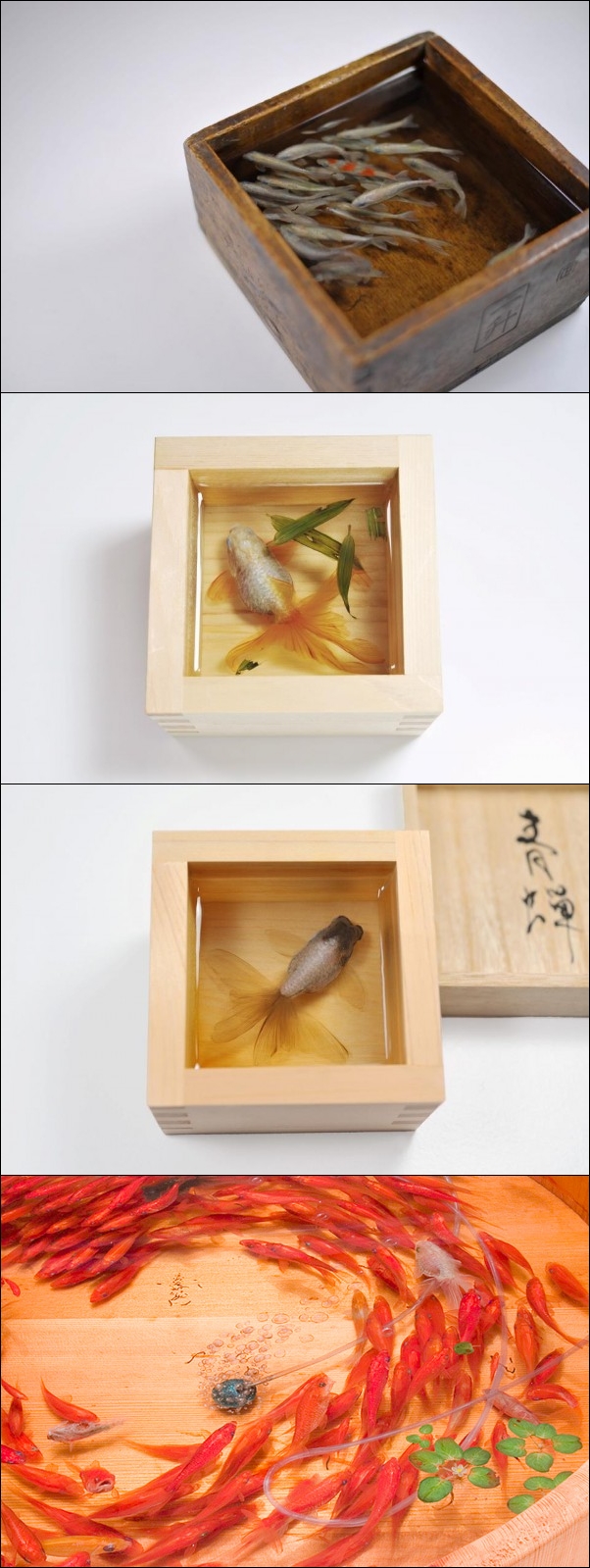 3d goldfish painting on resin layers 3d goldfish painting on resin layers