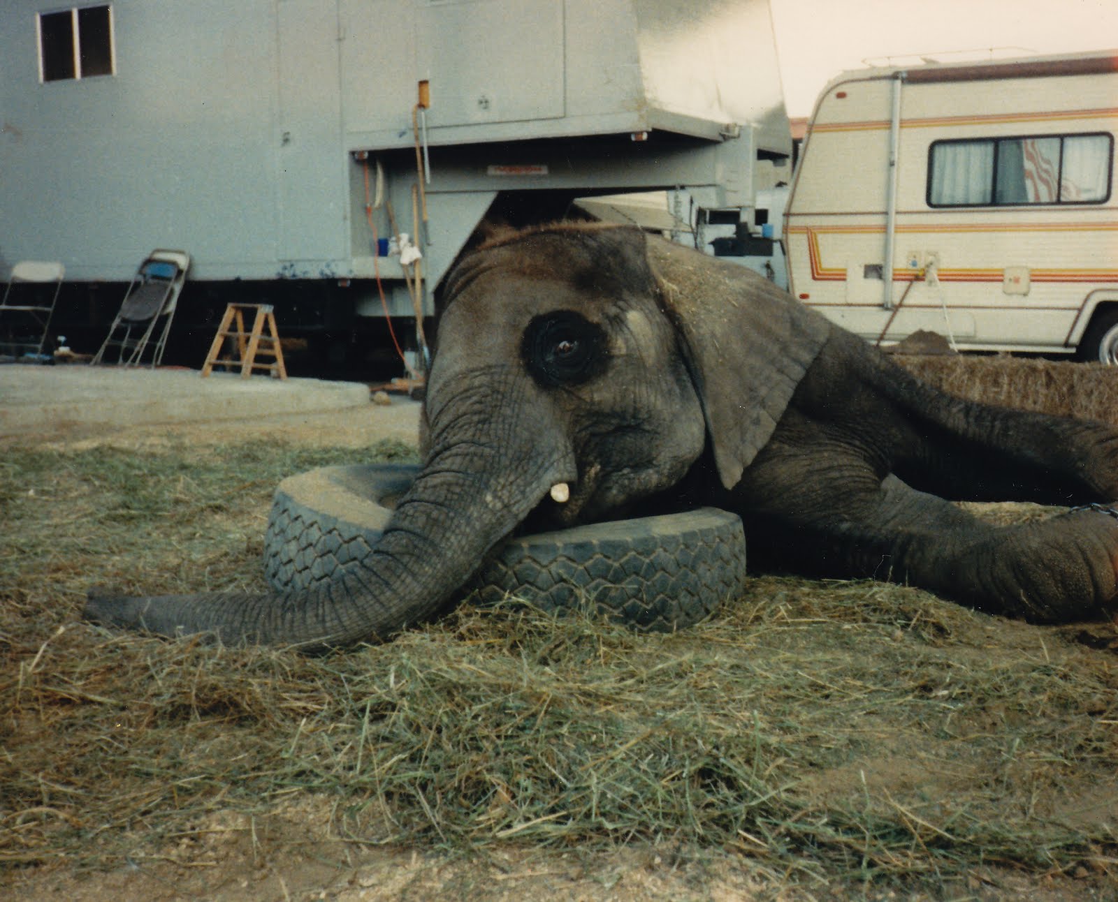 Review | "One Lucky Elephant"