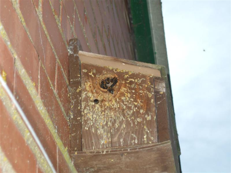 The Compost Bin Well matched with Argos )