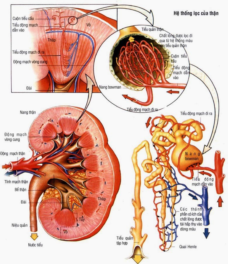 Những thói quen làm hại tới thận của Bạn