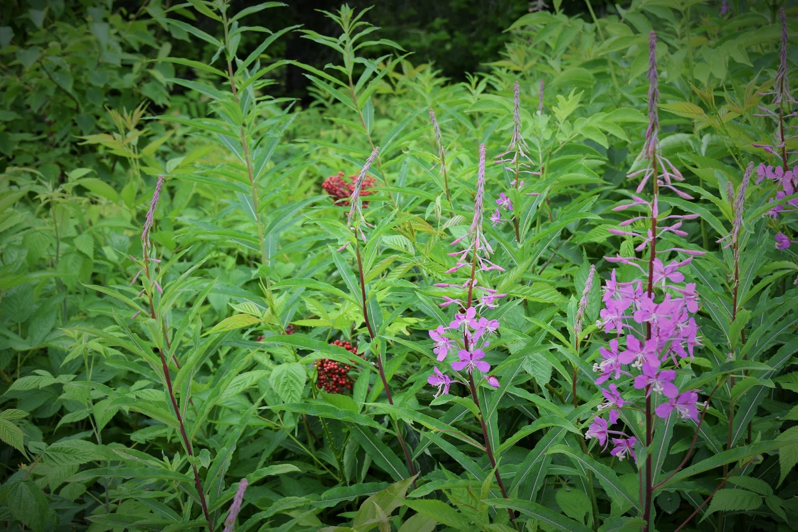 Common Flowers Canada at Martin blog