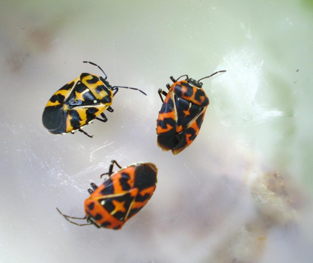 Green Jean June 2012