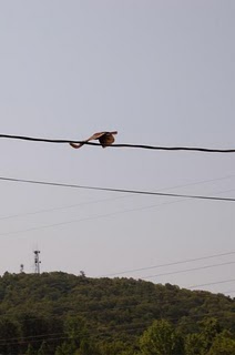 Real Dragon Sightings