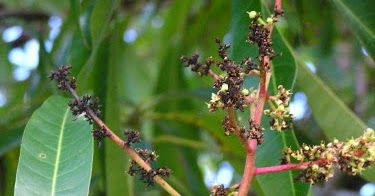 anthracnose inflorescence
