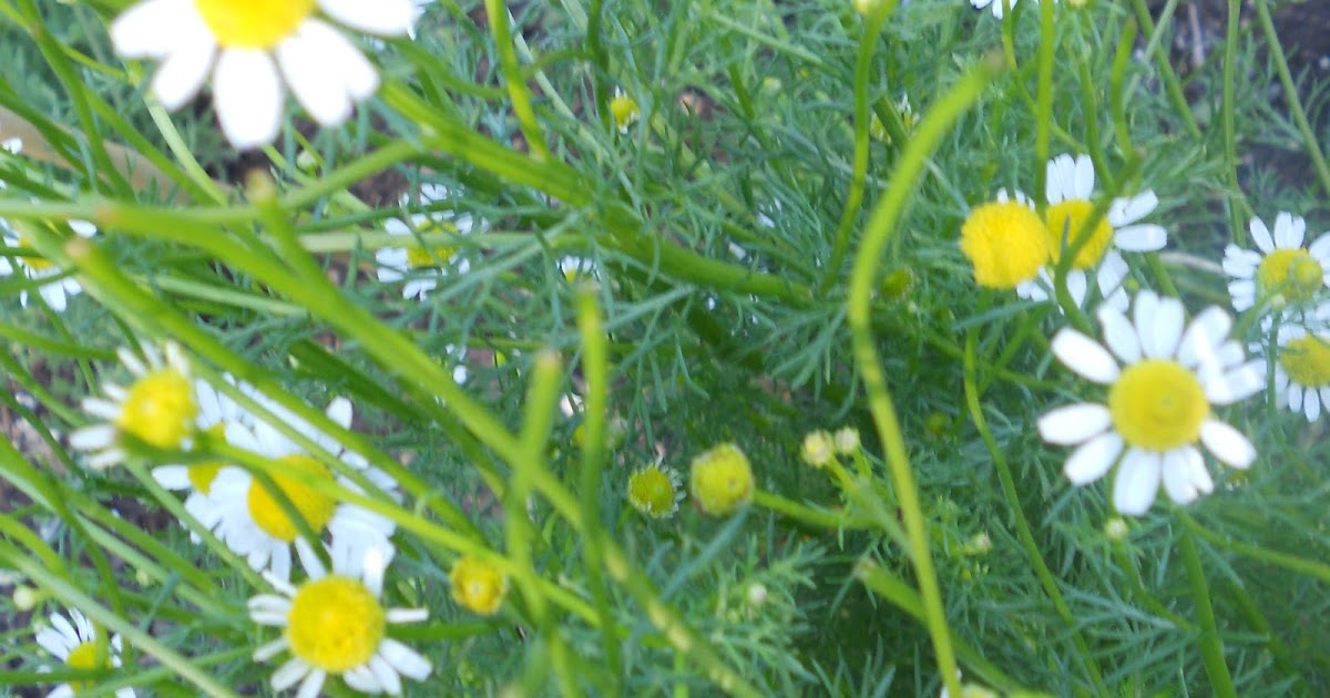 Dots &amp; Daisies Harvesting Chamomile