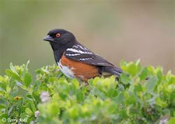 Spotted Towhee