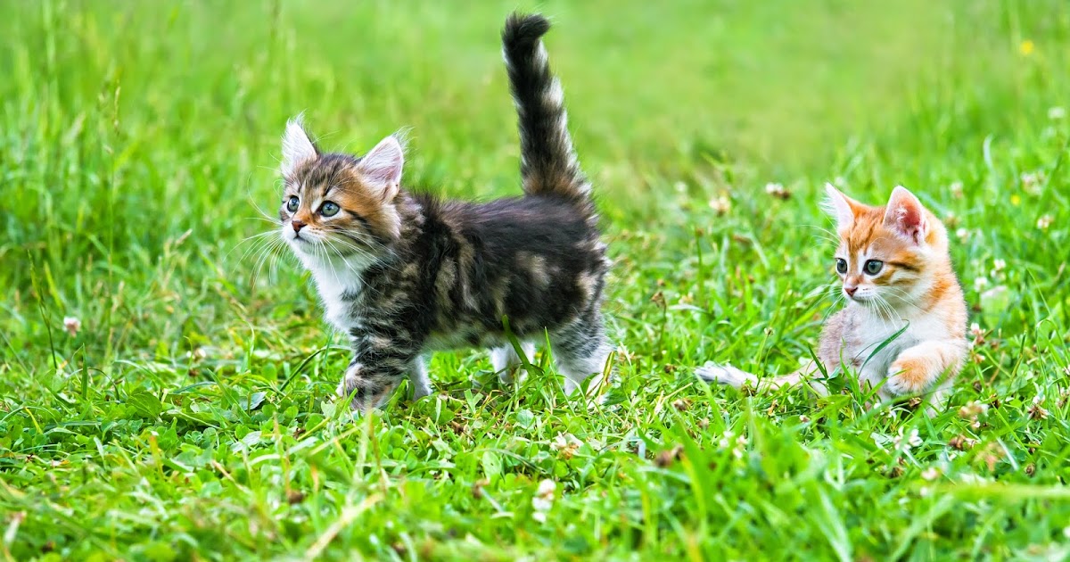 should i let my eat grass plexidor pet doors should my cat grass should i let my eat grass plexidor pet doors should my cat grass