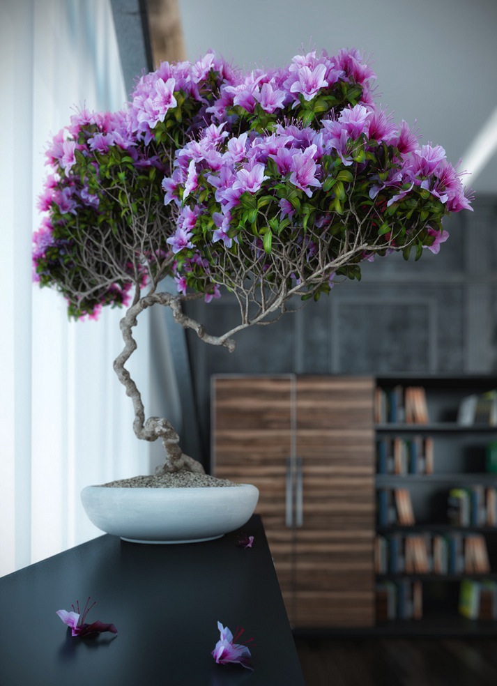 Using Bonsai Tree for Interior Design