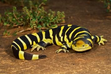 Tiger salamanders | The Life of Animals