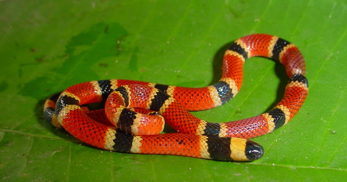 allaboutsnakes CORAL