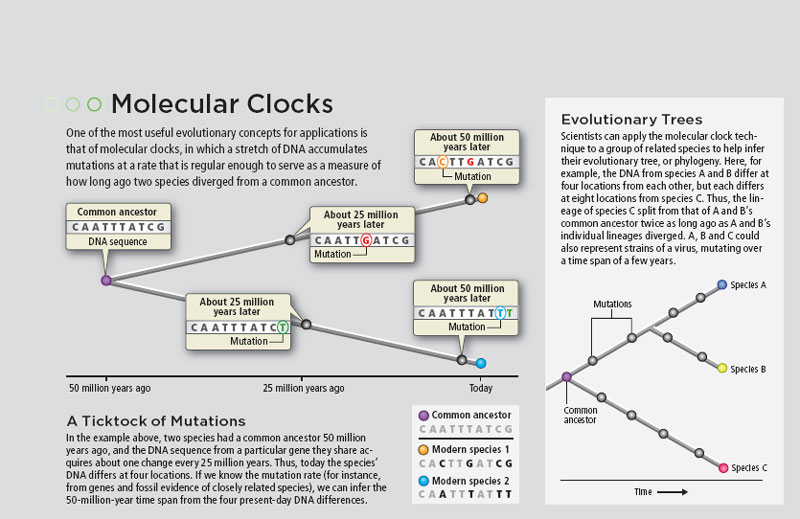 Desafiando a Nomenklatura Científica Variação no relógio molecular dos
