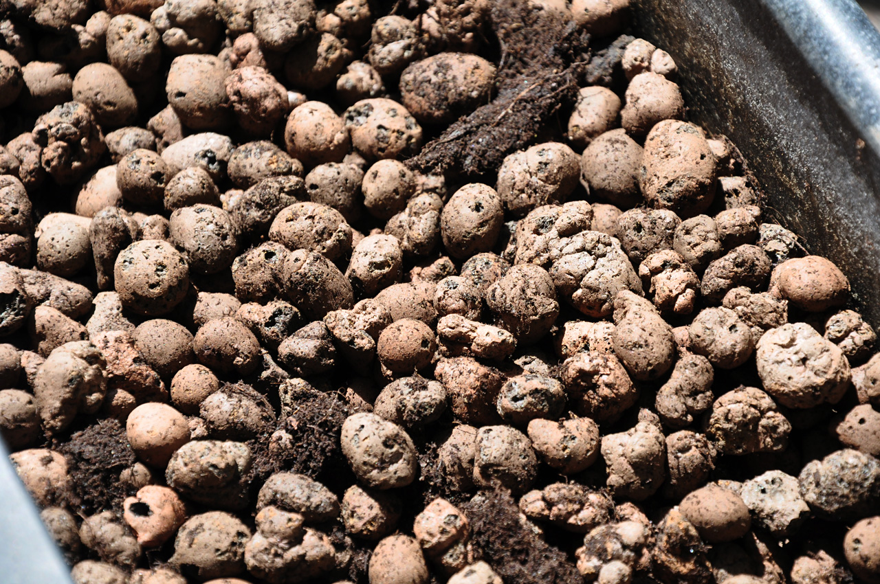 LOPHOPHORA Growing peyote (and other cacti) on the balcony