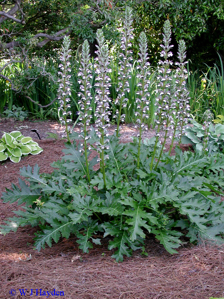 Acanthus Mollis