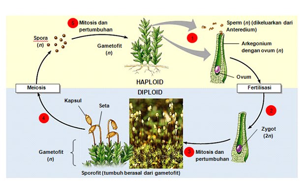 Reproduksi Tumbuhan Lumut Bryophyta Belajar Biologi