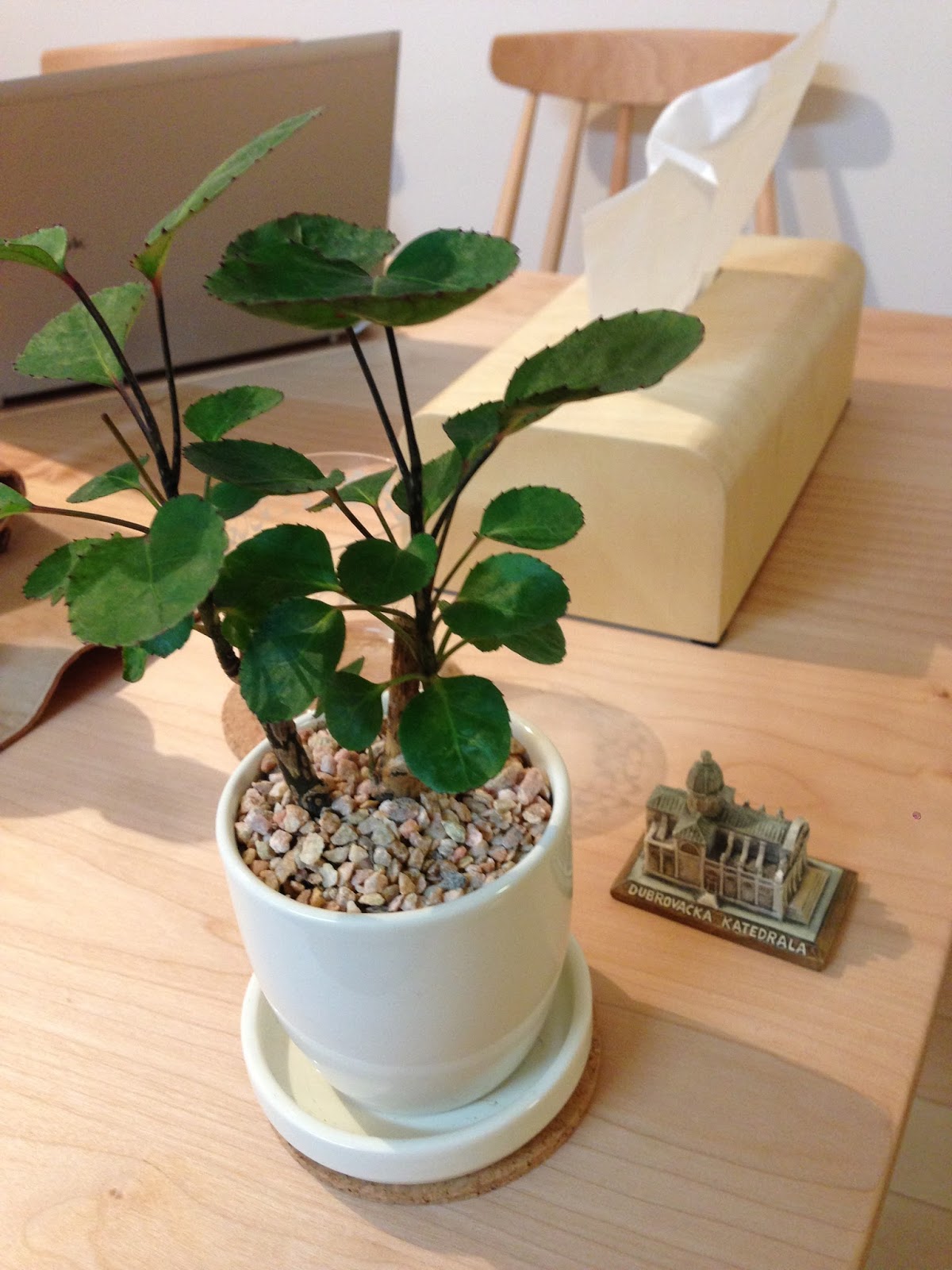 種類別 我が家の観葉植物 ランキング 第1回 ポリシャス