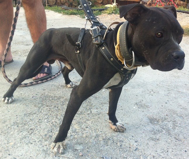 Game Dog World ILARIO KENNEL'S INTERVIEW