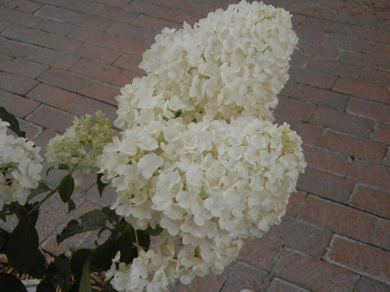 Hydrangea Large Trees Tight Spaces