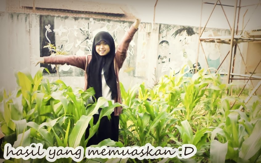 Laporan Praktikum Tanaman Jagung