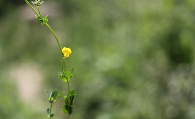 Birds-Foot Trefoil Flowers Birds-Foot Trefoil Flowers