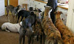 9 Taylor hounds