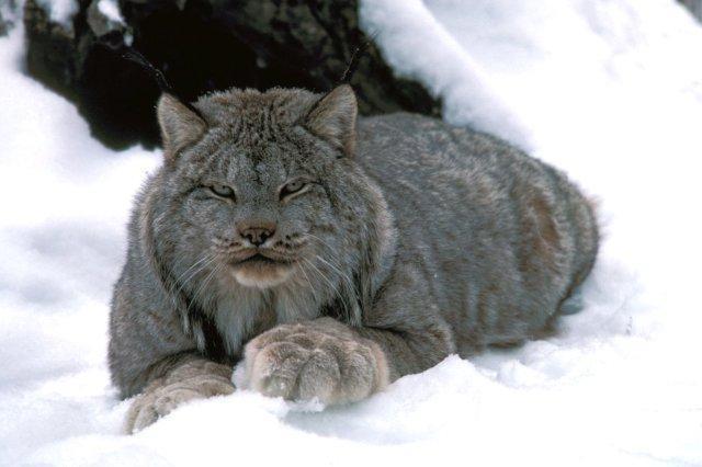 http://2.bp.blogspot.com/-vTxz7_QFR7A/TulkAnWVgkI/AAAAAAAABKU/_92Xn9byyFM/s1600/Lynx.jpg