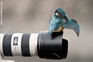 Concurso de fotografía: AVES DE TIERRA DEL FUEGO: LIBERTAD E IDENTIDAD