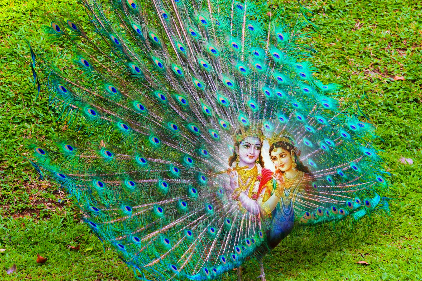 Cute Kanha Ji: Lord Krishna And Radha Rani In Peacock Beautiful ...