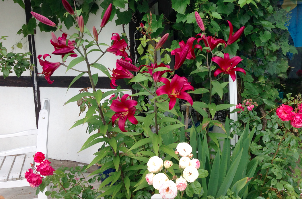 львы у бассейна львы у бассейна