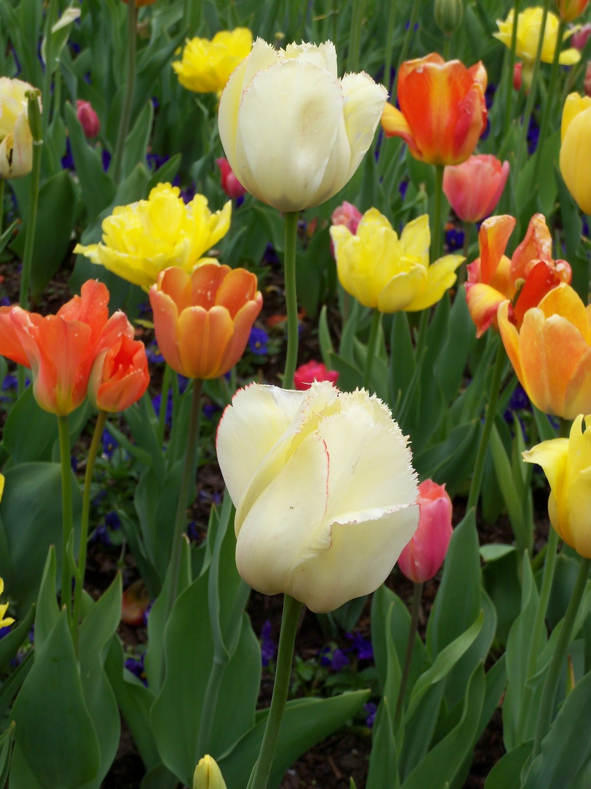 Beyond The Garden Gate Tips on Tulips